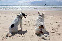In Neustadt, Pelzerhaken und Rettin dürfen Hunde und Pferde noch bis zum 1. Mai an den Strand.